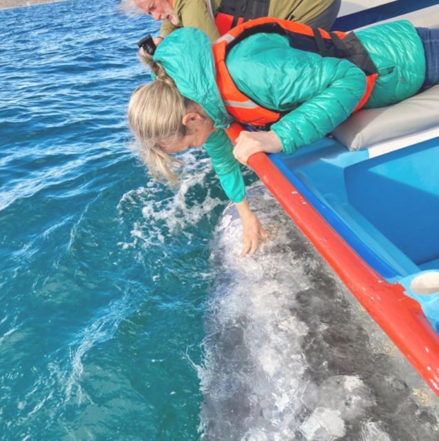 Magdalena Bay: Grey Whale Encounter - Whale Watching Experience