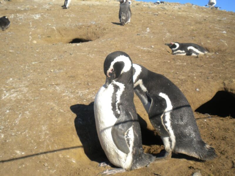 Magdalena Island Penguin Tour by Boat From Punta Arenas - Key Points