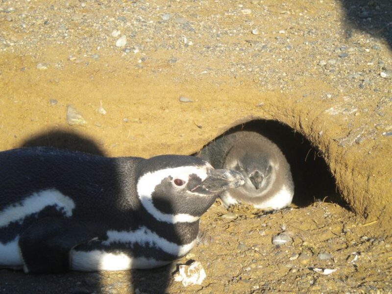 Magdalena Island Penguin Tour by Boat From Punta Arenas - Wildlife Experience