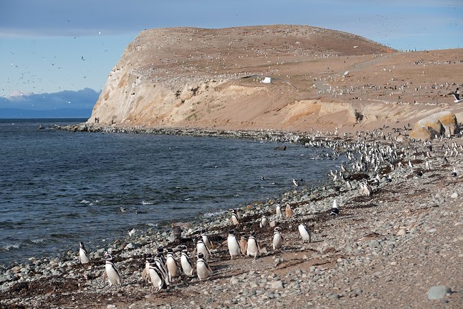 Magdalena Island Penguin Tour by Boat From Punta Arenas - Package Inclusions and Pricing