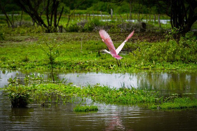 Magdalena River Safari - 6 Hours - Key Points