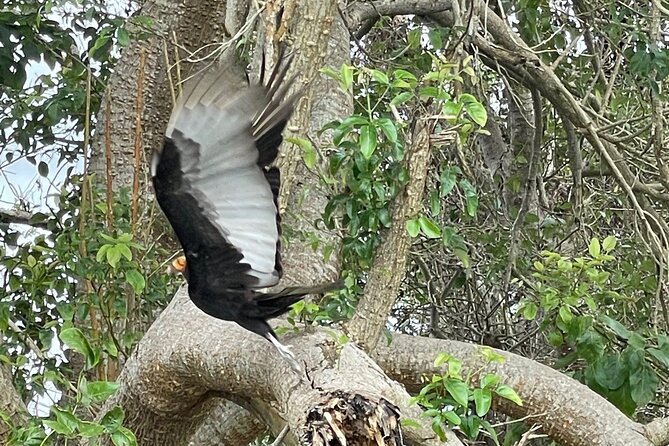Magdalena River Safari - 6 Hours - Activity Details