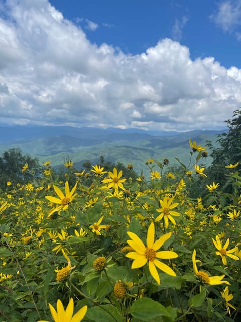 Maggie Valley: Guided Safari Jeep Mile-High Adventure - Experience Highlights