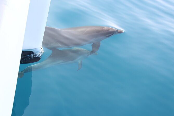 Magic Dolphin Celebrity - Meeting and Pickup Details