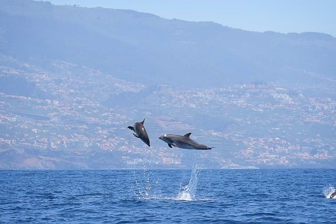 Magic Dolphin Celebrity - Pricing and Booking