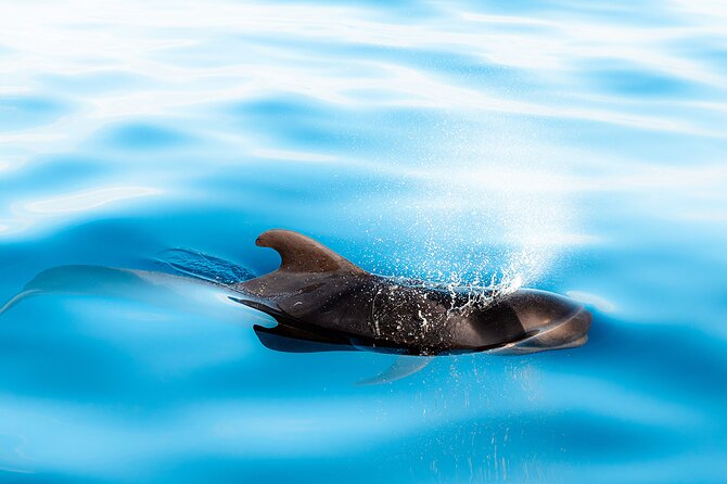 Magic Dolphin Sea Safaris - Tour Conditions and Restrictions