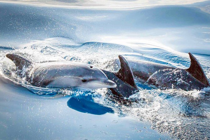 Magic Dolphin Sea Safaris - Cancellation and Refund Policy