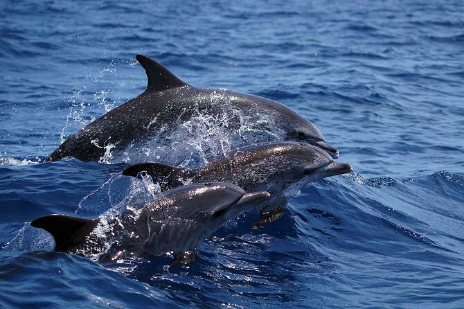 Magic Dolphin Sea Safaris - Speedboat Tour Highlights