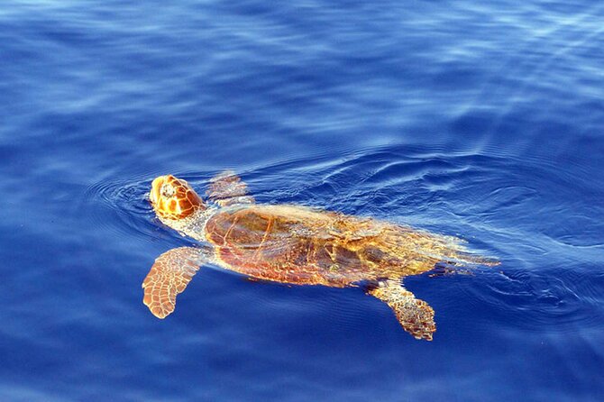 Magic Dolphin Sea Safaris - Second Tour Guarantee