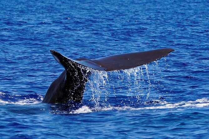 Magic Dolphin Sea Safaris - Additional Information