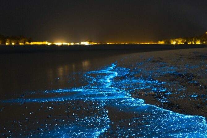 Magical Bioluminescent Night Dive - Key Points