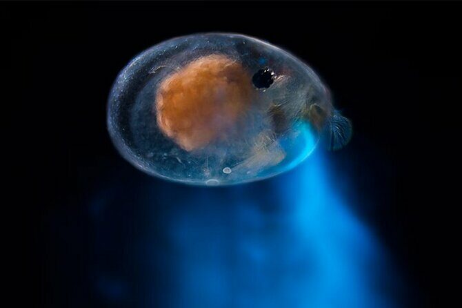 Magical Bioluminescent Night Dive - An In-Depth Look at the Bonaire Bioluminescent Night Dive