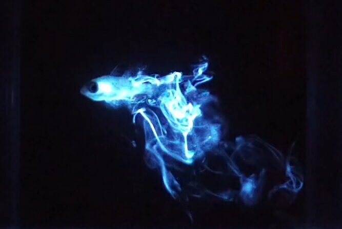 Magical Bioluminescent Night Dive - The Sum Up: Is It Worth It?