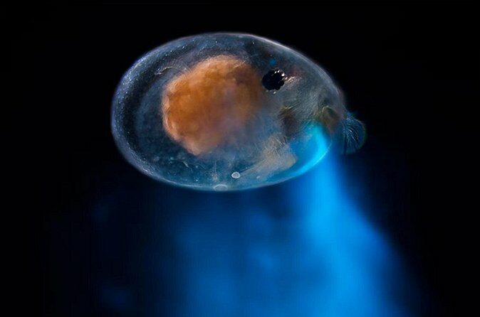 Magical Bioluminescent Night Dive - FAQs