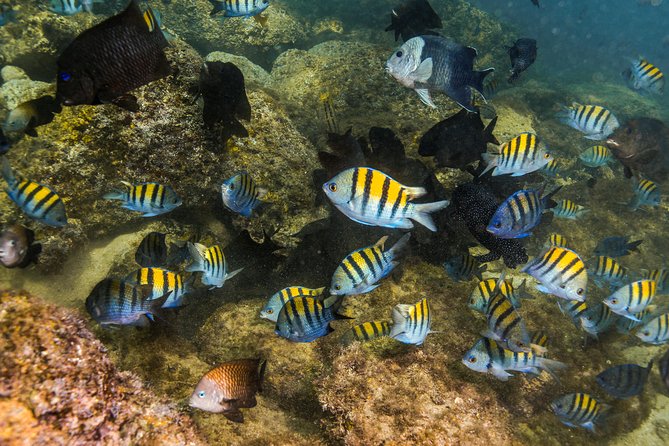 Magical Cenote and Paradise Lagoon Snorkeling Adventure - Professional Guide and Hotel Pickup