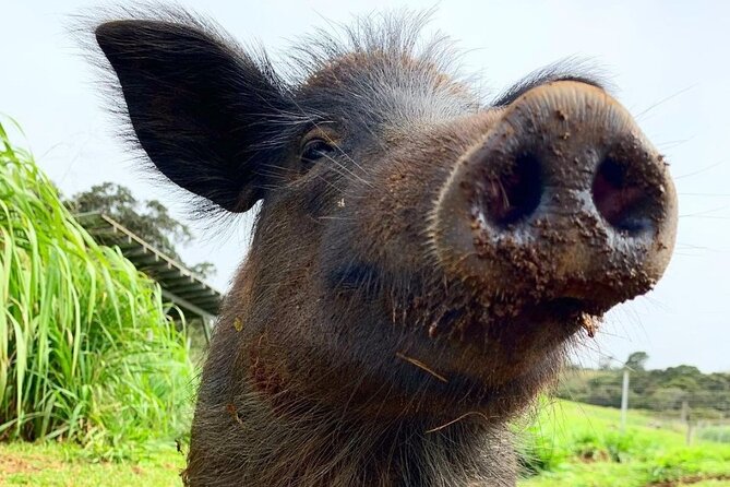 Magical Creatures Sanctuary Private Tour - Tour Features