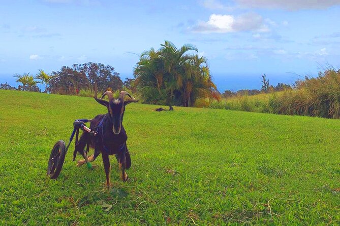 Magical Creatures Sanctuary Private Tour - Cuddling With Resident Creatures