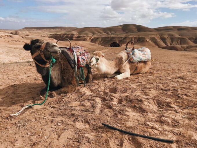 Magical Dinner In Agafay Desert & Sunset Experience - Customer Feedback