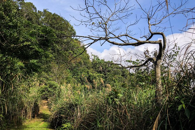 Magical Forest Trail(Departure With 4 Ppl.) - Booking and Cancellation