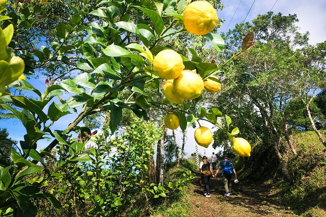 Magical Forest Trail(Departure With 4 Ppl.) - Sum Up