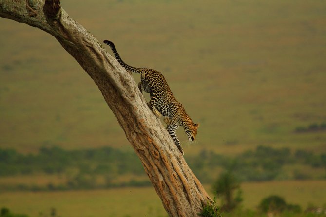 Magical Mara - Accommodation Options
