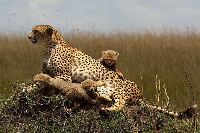 Magical Mara - Getting to Masai Mara