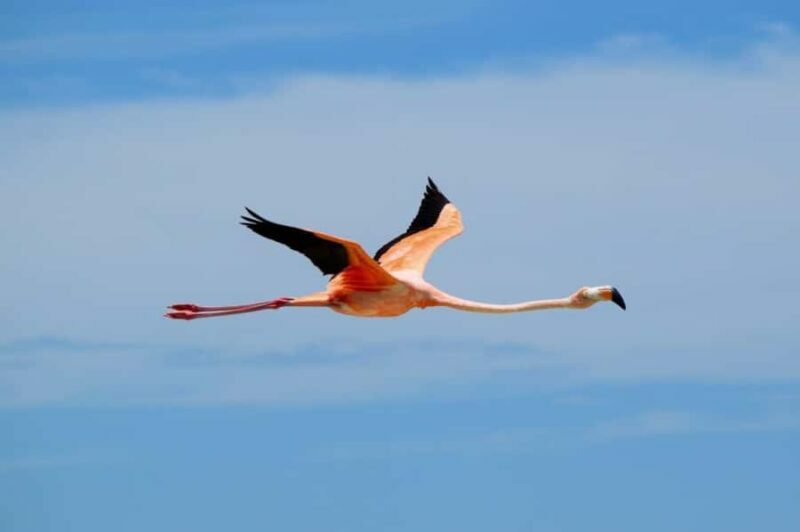Magical Sunrise on Holbox Island VIP - Coffee & Light Breakfast - What to Expect from the Sunrise Tour on Holbox Island
