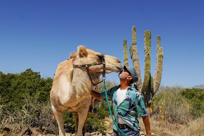 Magical Todos Santos Tour, Camel Ranch, Lunch & Tequila - Exploring Todos Santos