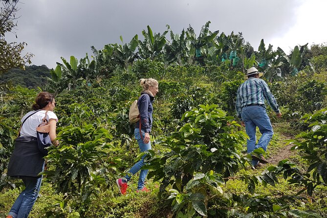 Magical Views of the Coffee Region - Cittaslow Three Towns - Key Points
