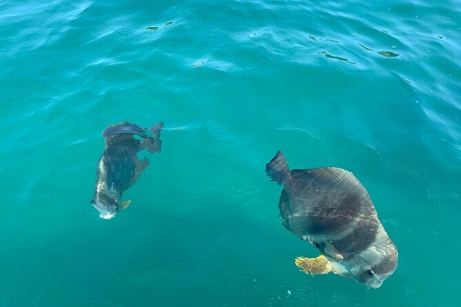 Magnetic Island Snorkel Jet Ski Tour - Authentic Traveler Perspectives