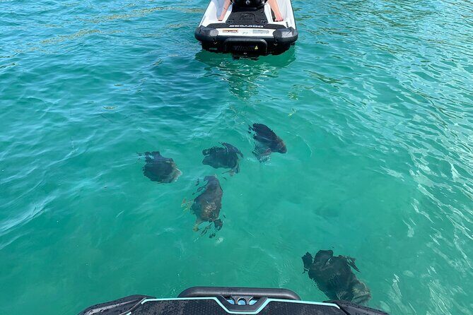 Magnetic Island Snorkel Jet Ski Tour - FAQ