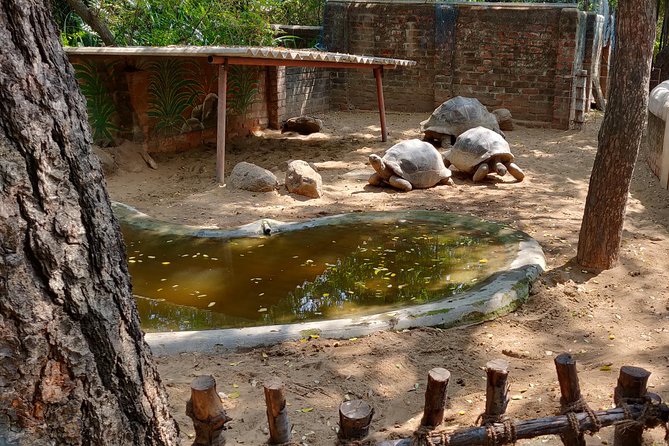 Mahabalipuram and Madras Crocodile Bank Trip From Chennai Wtih Lunch,Transport - Traveler Feedback and Reviews