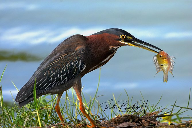 Mahahual and Costa Maya Birdwatching - Customer Feedback and Highlights