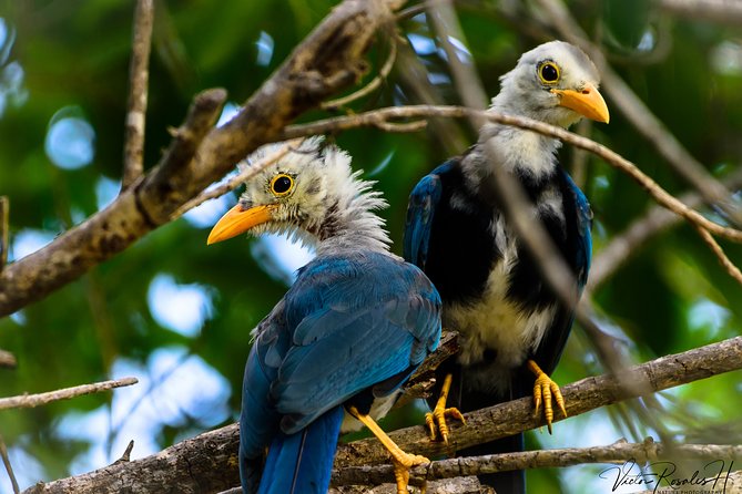 Mahahual and Costa Maya Birdwatching - Accessibility and Fitness Requirements