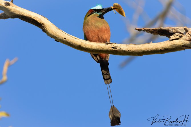 Mahahual and Costa Maya Birdwatching - Booking Information and Pricing