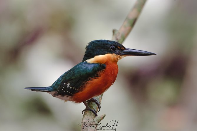 Mahahual and Costa Maya Birdwatching - Spotting Elusive Bird Species