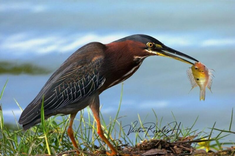 Mahahual: Costa Maya Birdwatching Experience - Pricing and Reservations