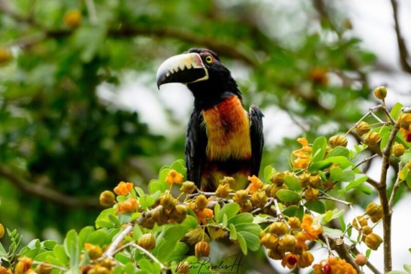 Mahahual: Costa Maya Birdwatching Experience - Getting to Mahahual