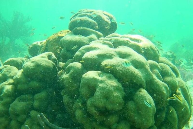 Mahahual: Costa Maya Snorkeling Adventure by Boat - Itinerary