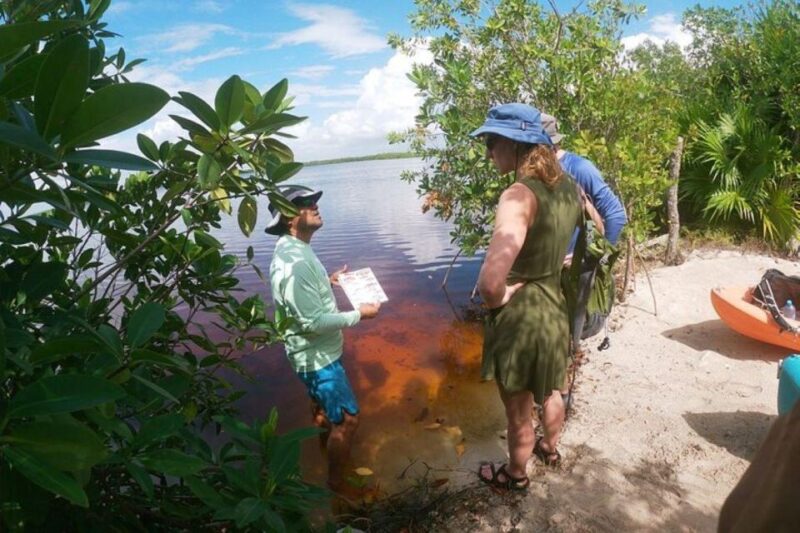 Mahahual: Kayaking in the Mangroves Experience - Local Guide Expertise