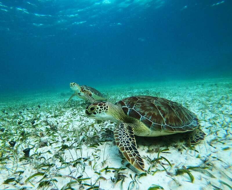 Mahahual: Snorkel Tour in Reef Lagoon - The Experience in Detail