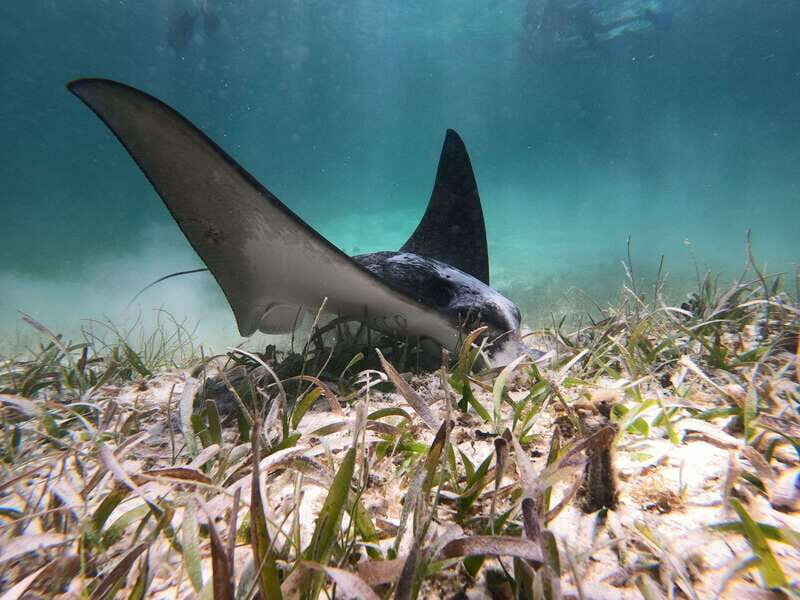 Mahahual: Snorkel Tour in Reef Lagoon - Final Thoughts