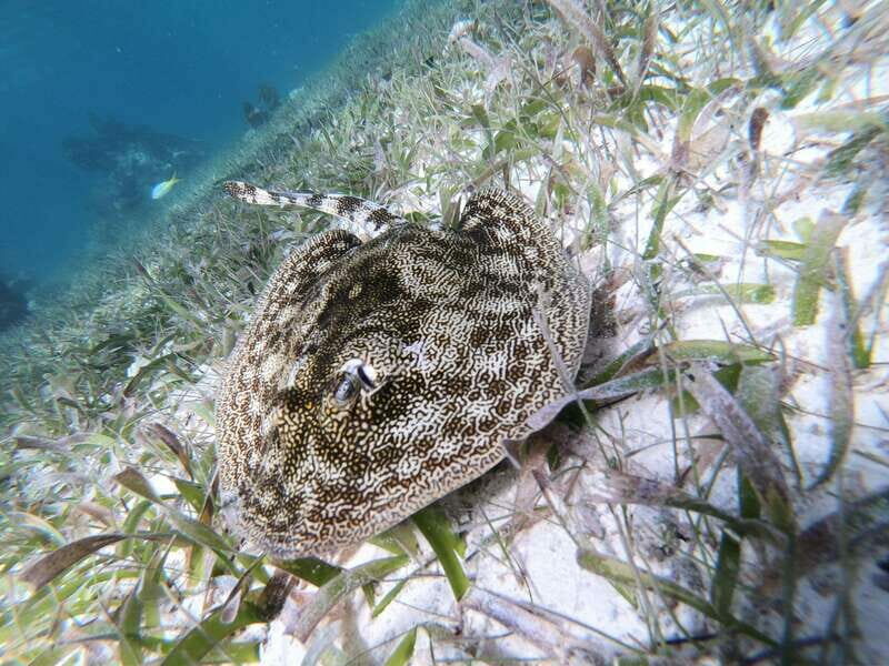 Mahahual: Snorkel Tour in Reef Lagoon - In The Sum Up