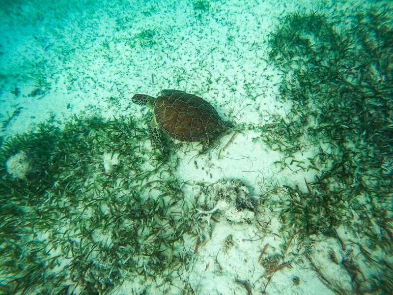Mahahual: Snorkeling Boat Tour - The Value Proposition