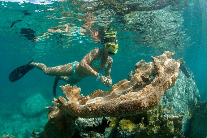 Maho Bay Turtle Snorkel with Lunch and Bar at Frenchman's Reef - Key Points