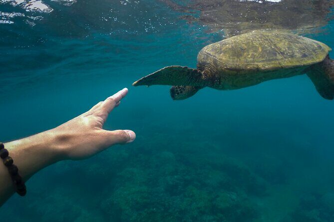 Maho Bay Turtle Snorkel with Lunch and Bar at Frenchman's Reef - FAQ