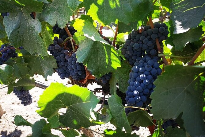 Main Winery of Chile Plus Bahai Temple of South America Day Tour - Bahai Temple Visit