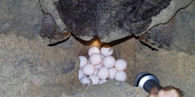 Maio Island: Sea Turtle Whaching - Preparing for the Experience