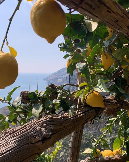 MAIORI: Easy Private Hiking Trail • Path of Lemons - Activity Details