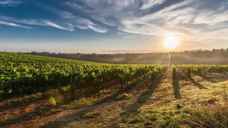 Maipo Valley: Private Full-Day Wine Tour - Tour Overview
